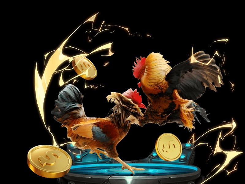 Hình ảnh gà đá cựa sắt